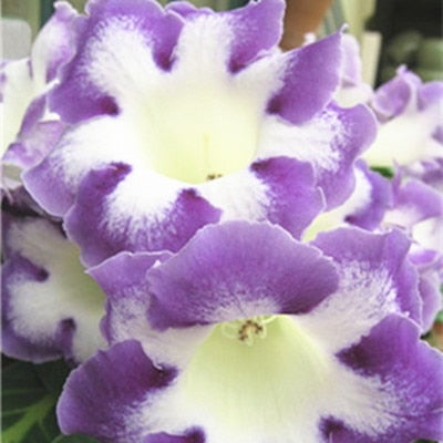 Image of 100 pcs Imported Gloxinia Plant Bonsai Perennial Sinningia Gloxinia Flower plants for Home Garden Pot Easy to Grow(da yan tong)