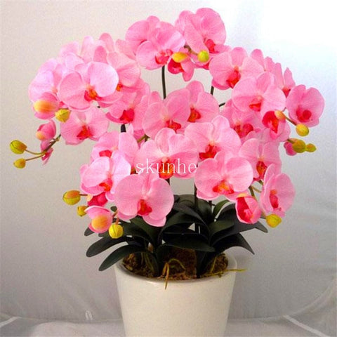 Image of Indoor Balcony Office Rare Orchid bonsais Phalaenopsis Orchid Bonsai Pot new arrival DIY home garden plants Flowers bonsai 5pcs