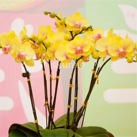 Image of Indoor Balcony Office Rare Orchid bonsais Phalaenopsis Orchid Bonsai Pot new arrival DIY home garden plants Flowers bonsai 5pcs