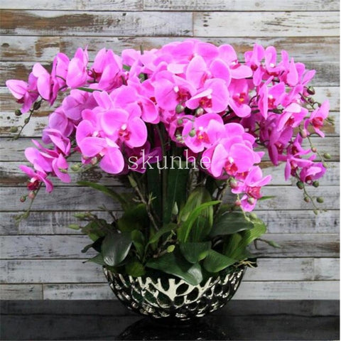 Image of Indoor Balcony Office Rare Orchid bonsais Phalaenopsis Orchid Bonsai Pot new arrival DIY home garden plants Flowers bonsai 5pcs