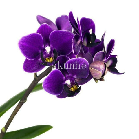 Image of Indoor Balcony Office Rare Orchid bonsais Phalaenopsis Orchid Bonsai Pot new arrival DIY home garden plants Flowers bonsai 5pcs