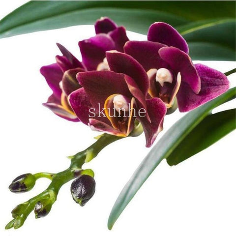 Image of Indoor Balcony Office Rare Orchid bonsais Phalaenopsis Orchid Bonsai Pot new arrival DIY home garden plants Flowers bonsai 5pcs
