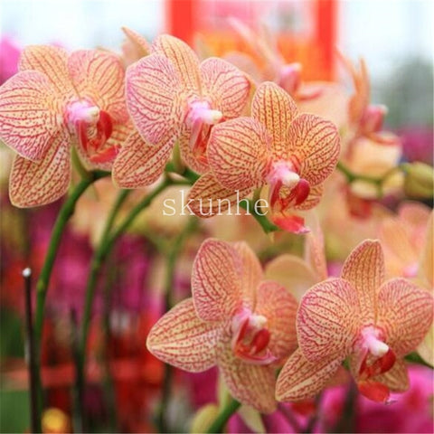 Image of Indoor Balcony Office Rare Orchid bonsais Phalaenopsis Orchid Bonsai Pot new arrival DIY home garden plants Flowers bonsai 5pcs