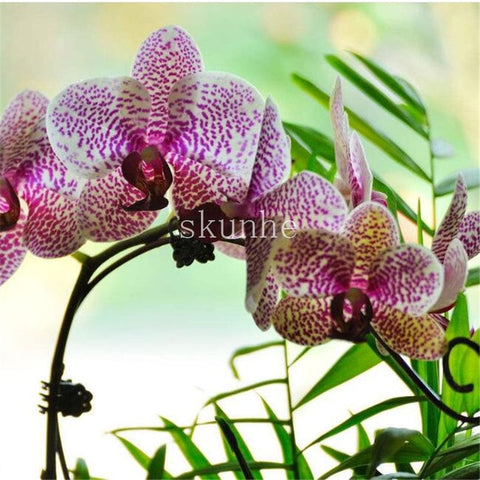 Image of Indoor Balcony Office Rare Orchid bonsais Phalaenopsis Orchid Bonsai Pot new arrival DIY home garden plants Flowers bonsai 5pcs