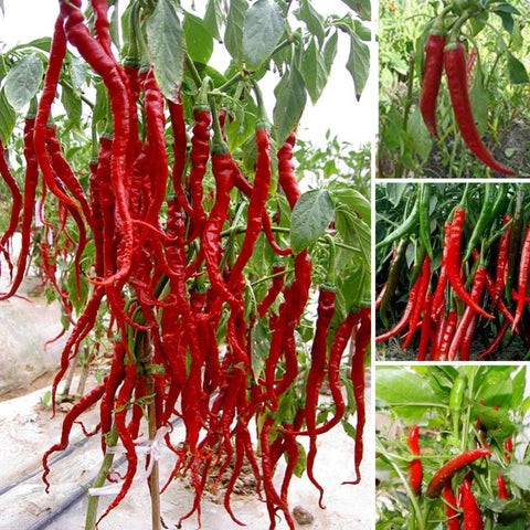 Image of New Arrival 100 pcs Giant Spices Red Hot Pepper bonsai Plants Garden Supplies Interest