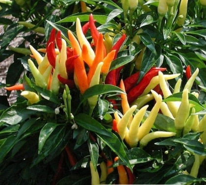 Image of New Arrival 100 pcs Giant Spices Red Hot Pepper bonsai Plants Garden Supplies Interest