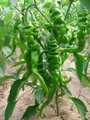 Image of New Arrival 100 pcs Giant Spices Red Hot Pepper bonsai Plants Garden Supplies Interest