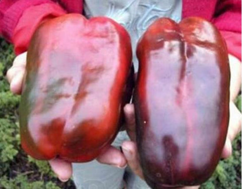 Image of New Arrival 100 pcs Giant Spices Red Hot Pepper bonsai Plants Garden Supplies Interest