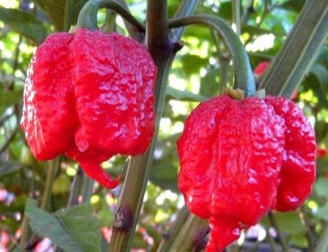 Image of New Arrival 100 pcs Giant Spices Red Hot Pepper bonsai Plants Garden Supplies Interest
