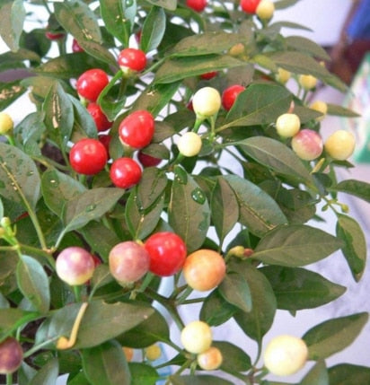 Image of New Arrival 100 pcs Giant Spices Red Hot Pepper bonsai Plants Garden Supplies Interest