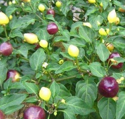 Image of New Arrival 100 pcs Giant Spices Red Hot Pepper bonsai Plants Garden Supplies Interest