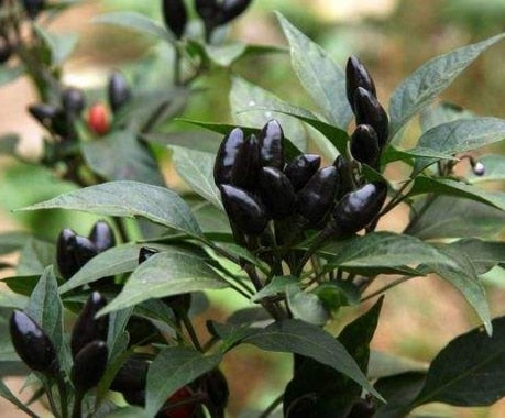 Image of New Arrival 100 pcs Giant Spices Red Hot Pepper bonsai Plants Garden Supplies Interest