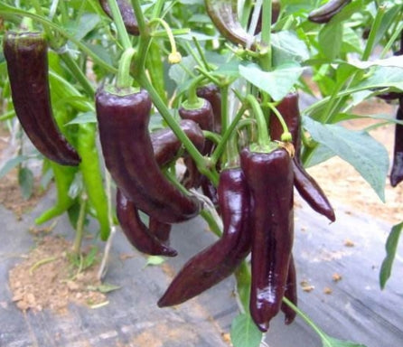 Image of New Arrival 100 pcs Giant Spices Red Hot Pepper bonsai Plants Garden Supplies Interest