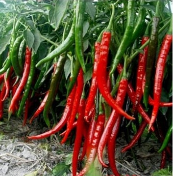 Image of New Arrival 100 pcs Giant Spices Red Hot Pepper bonsai Plants Garden Supplies Interest
