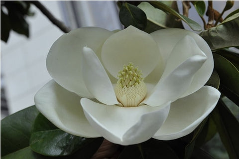 Image of magnolia bonsai, magnolia tree, magnolia flowers bonsai for home garden DIY ornamental-plant 5pcs