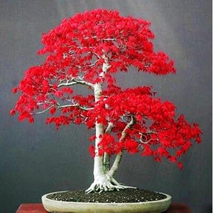 100% True U.S.A  Red Maple Tree America bonsai 30pcs seedsplants Very Beautiful Indoor Tree home garden decortion
