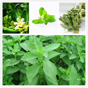 1000pcs/bag Stevia flores Stevia Herbs plantas Bonsai plant plante Green Herb Stevia rebaudiana Semillas for Garden Planting
