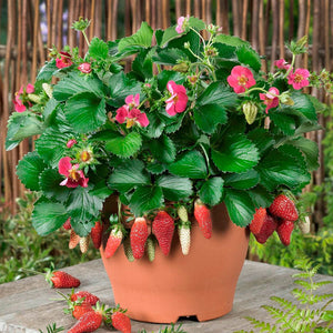 200pcs Four Seasons potted strawberry bonsais perennial results balcony flower bonsais of fruits and vegetables