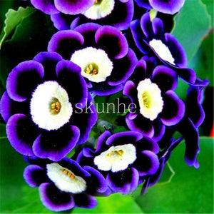 Scarce Rare Phantom Petunia Flower bonsai 200pcs Pack Garden Bonsai Petunia