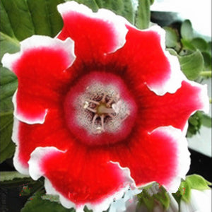 100 pcs Imported Gloxinia Plant Bonsai Perennial Sinningia Gloxinia Flower plants for Home Garden Pot Easy to Grow(da yan tong)