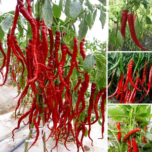 New Arrival 100 pcs Giant Spices Red Hot Pepper bonsai Plants Garden Supplies Interest