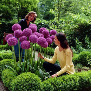 120 pcs/pack Purple Giant Allium Giganteum Beautiful Flower bonsai Garden Plant the budding rate 95% rare flower for kid