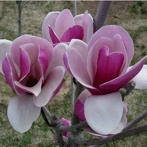 magnolia bonsai, magnolia tree, magnolia flowers bonsai for home garden DIY ornamental-plant 5pcs