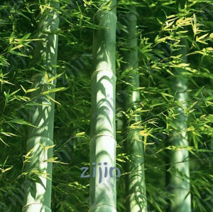 50pcs Fresh Giant Bamboo bonsai Rare Bamboo Bambu bonsai Bambusa Lako Tree For Home Garden potted plants Planting